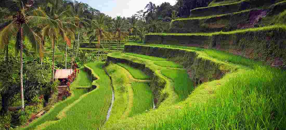 bali-ubud-tegallang-rice-paddy-1100