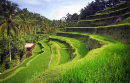 bali-ubud-tegallang-rice-paddy-1100