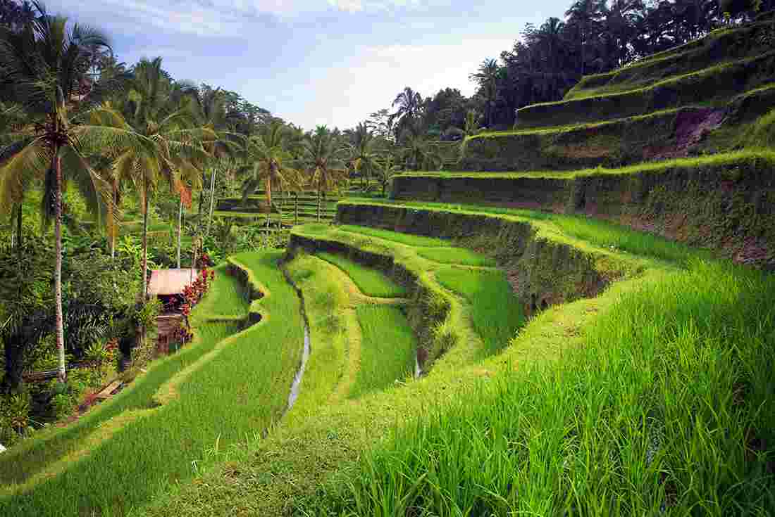 Vaccinations for Bali and Indonesia Travel Vaccinations Vaccinations for Bali and Indonesia Travel Vaccinations