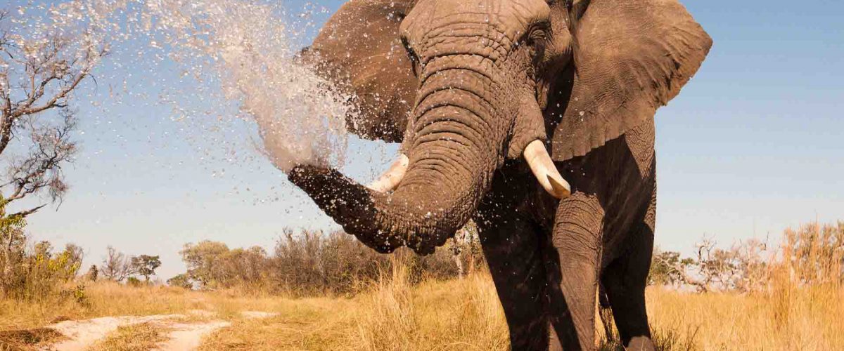 nws-st-botswana-elephant-spraying-water