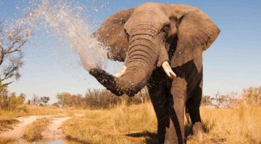 nws-st-botswana-elephant-spraying-water