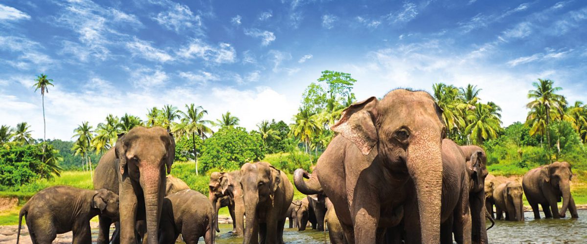 sri-lanka-elephants-1600x900