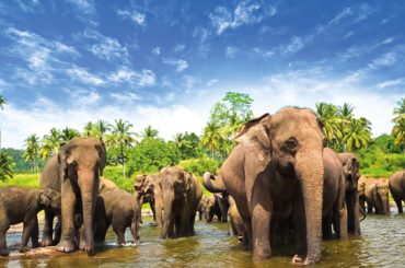 sri-lanka-elephants-1600x900