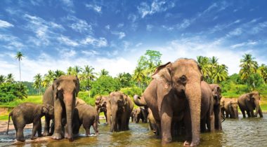 sri-lanka-elephants-1600x900